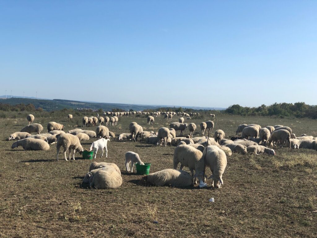 Schafe auf dem Heuchelhof